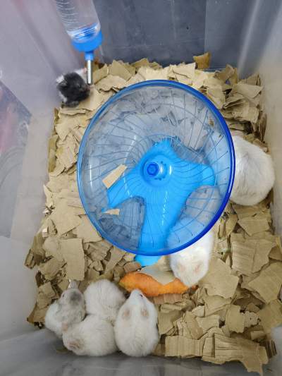 Hamsters for sale - Hamsters
