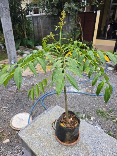 Fruit de cythère plants - Plants and Trees