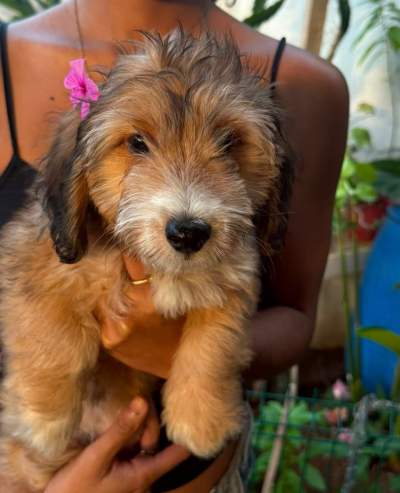 3 femelle griffon nain de 4 mois - Dogs