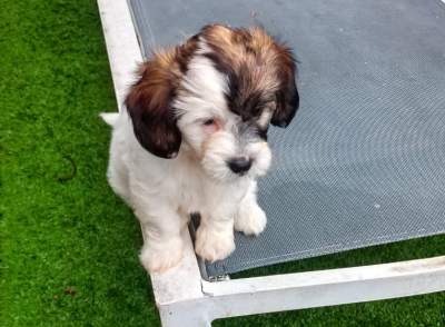 for sale, bichon dog - - Dogs