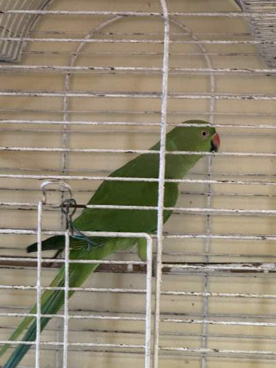 Adult cato vert for sale. - Birds