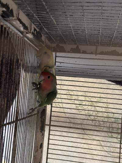 Pair of Adult Lovebirds for sale . - Birds