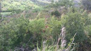 Agricultural Land - Land on Aster Vender