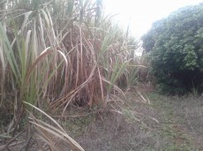 Terrain agricole 1arp 75p entre Montagne Blanche et lessur Sebastopol - Land on Aster Vender