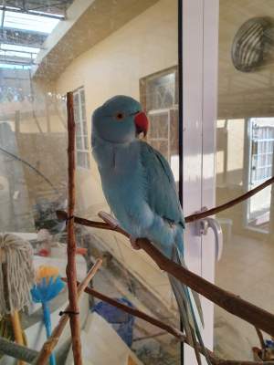 Cato bleu et jaune pallid - Birds on Aster Vender