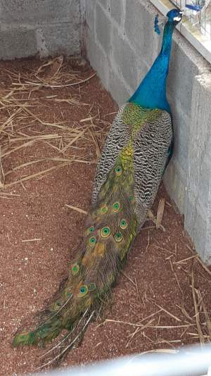 Peacock - Birds on Aster Vender