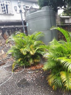 Plants for sale - Plants and Trees on Aster Vender