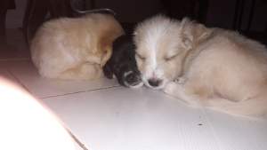 Puppy - Dogs on Aster Vender