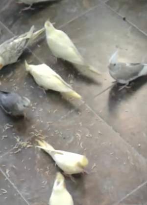 Cockatiels - Birds on Aster Vender