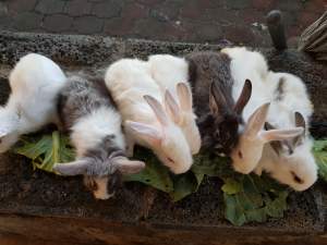 Rabbit  - Other Pets on Aster Vender