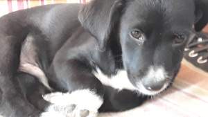 Puppy - Dogs on Aster Vender