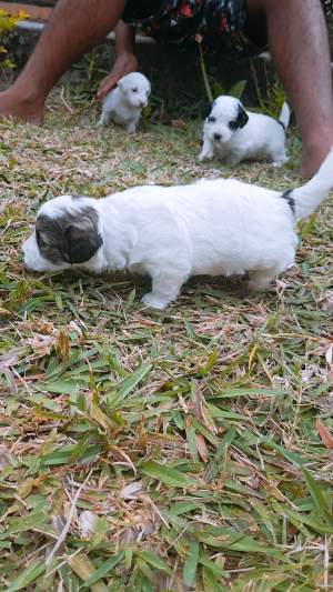 Griffon a vendre - Dogs on Aster Vender