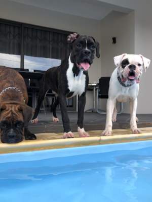 Male boxer dog black pure breed for sale - Dogs on Aster Vender