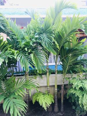 Palmist - Plants and Trees