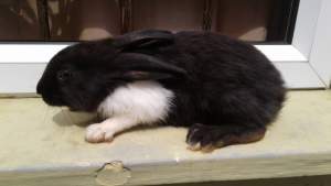 Rabbit  - Other Pets on Aster Vender