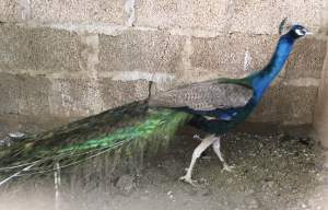 Peacocks - Birds on Aster Vender