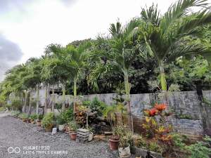 Palmiste Paque - Plants and Trees on Aster Vender