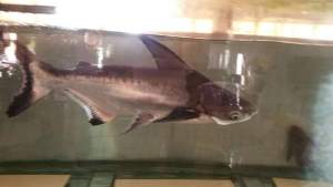 shark -  Aquarium fish