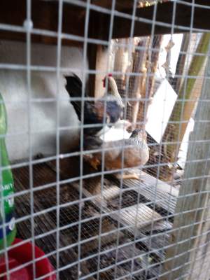 Poules local - Poultry on Aster Vender