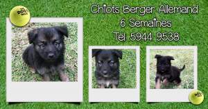 Chiots Berger Allemand - Dogs on Aster Vender