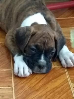 Boxer puppies - Dogs on Aster Vender