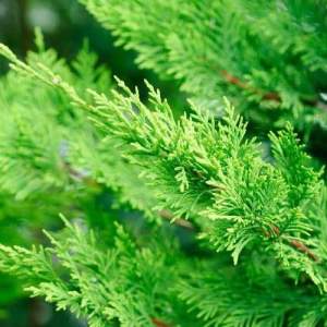 ciprès doré sapin - Plants and Trees