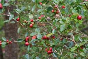 GAUYAVIER DE CHINE - Plants and Trees on Aster Vender