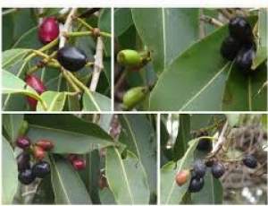 JAMBLON - Plants and Trees on Aster Vender