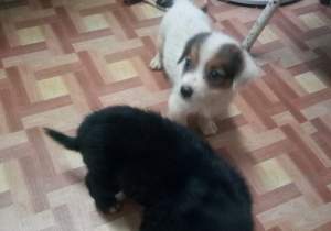 Mix Labrador puppies for free - Dogs on Aster Vender