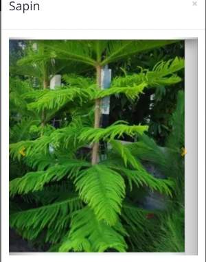 Sapin - Plants and Trees on Aster Vender
