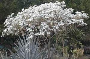 Neiges de Kilimandjaro ou étoiles de Noël  - Plants and Trees on Aster Vender