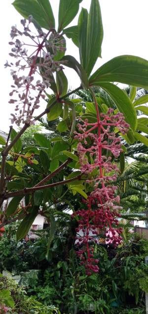 Medilina Plant - Plants and Trees