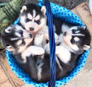 Siberian husky puppy for adoption  - Dogs on Aster Vender