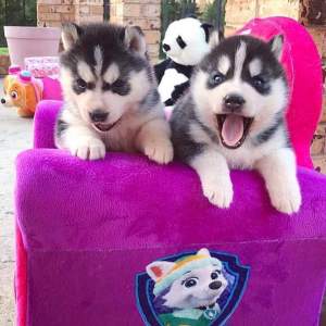 Siberian husky puppy - Dogs on Aster Vender
