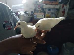 Tourterelle De France - Dove - Birds
