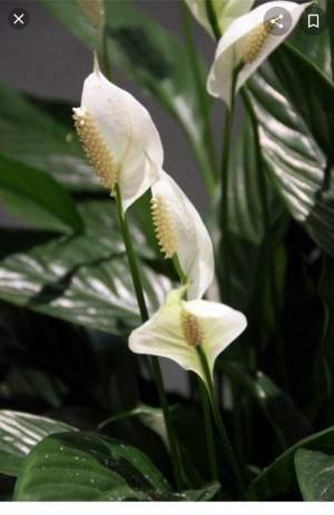 Cobra flower - Plants and Trees