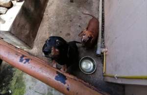 Brown and Black ( Rou and Blacky) - Dogs on Aster Vender