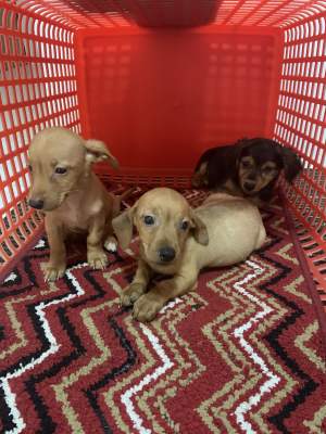 Chiots Teckel (croisé Griffon) - Dogs on Aster Vender