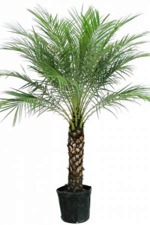 Dattier - Plants and Trees