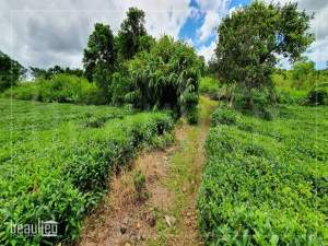 Residential land of 10 perches for sale in Nouvelle France - Land on Aster Vender