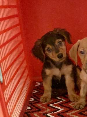 Chiot Teckel (croisé Griffon) - Dogs on Aster Vender
