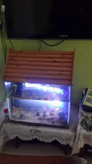 Aquarium 58×47 cm -  Aquarium fish
