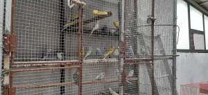 Birds - Birds on Aster Vender