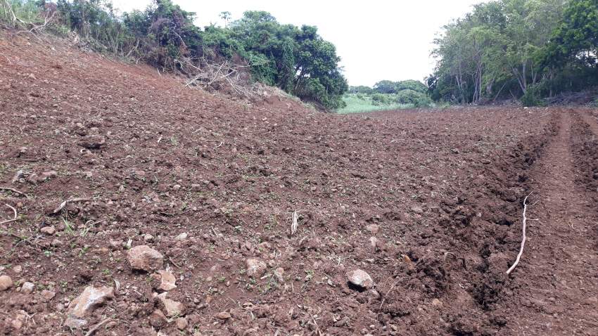 AGRICULTURAL Land 157 perches on Aster Vender