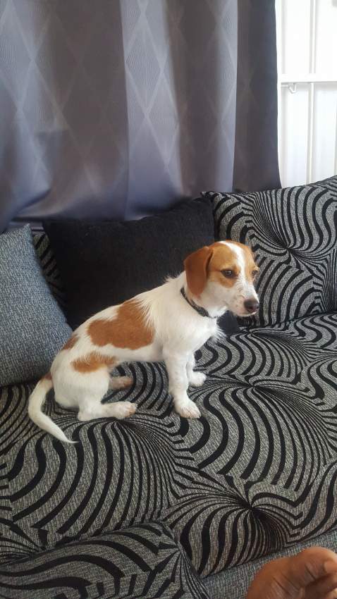 Short- Legged Jack Russell  - 2 - Dogs  on Aster Vender