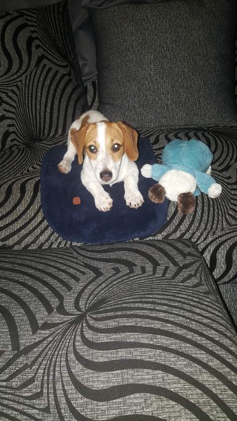 Short- Legged Jack Russell  - 1 - Dogs  on Aster Vender