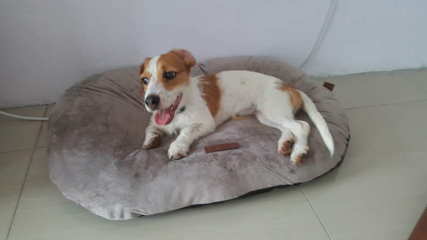 Short- Legged Jack Russell  - 3 - Dogs  on Aster Vender