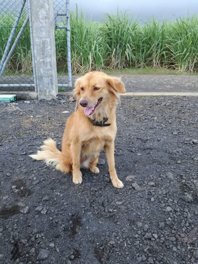 Two amazing companions looking for adoption  - 1 - Dogs  on Aster Vender