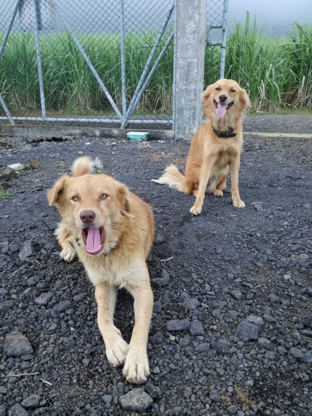 Two amazing companions looking for adoption  - 2 - Dogs  on Aster Vender