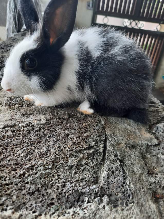 Rabbit for sale on Aster Vender